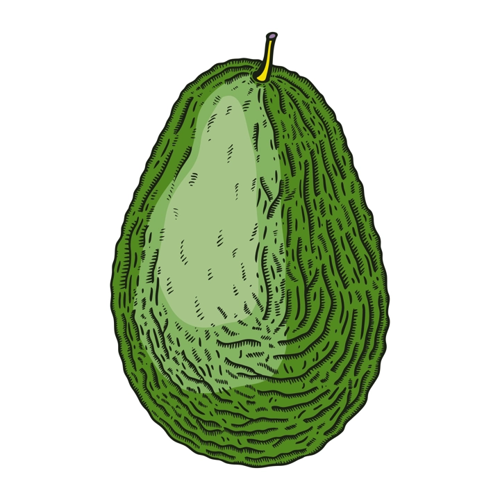 Hand-drawn avocado illustration. Ripe fruit sketch in engraved style. Raw fresh vegetables isolated on white background. Healthy vegetarian food vector drawing in color